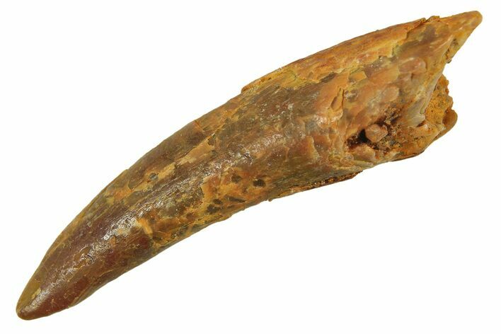 Fossil Pterosaur (Siroccopteryx) Tooth - Morocco #297980